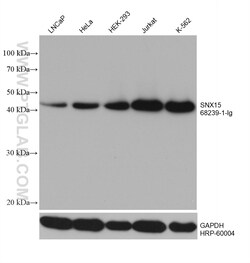SNX15 Mouse Monoclonal Antibody, Proteintech:Antibodies:Primary Antibodies