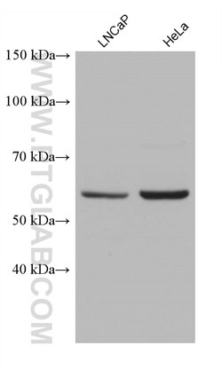 SNX17 Mouse Monoclonal Antibody, Proteintech Unconjugated; 150 &mu;L:Antibodies,