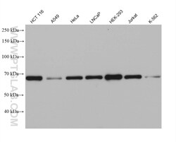 SNX18 Mouse Monoclonal Antibody, Proteintech Unconjugated; 20 &mu;L:Antibodies,