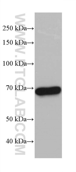 SNX18 Mouse Monoclonal Antibody, Proteintech Unconjugated; 20 &mu;L:Antibodies,