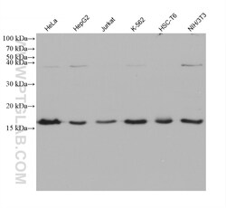 SNX3 Mouse Monoclonal Antibody, Proteintech:Antibodies:Primary Antibodies