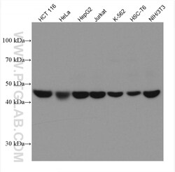 SNX5 Mouse Monoclonal Antibody, Proteintech:Antibodies:Primary Antibodies
