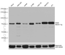 SNX9 Mouse Monoclonal Antibody, Proteintech:Antibodies:Primary Antibodies