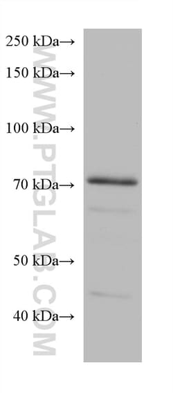 SNX9 Mouse Monoclonal Antibody, Proteintech:Antibodies:Primary Antibodies