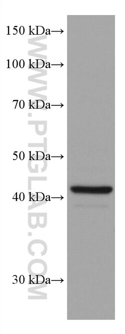 SOX1 Mouse Monoclonal Antibody, Proteintech:Antibodies:Primary Antibodies