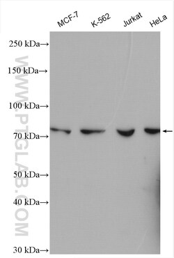 SPATA5L1 Rabbit Polyclonal Antibody, Proteintech:Antibodies:Primary Antibodies