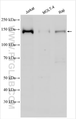 NCOA1/SRC-1 Rabbit Polyclonal Antibody, Proteintech