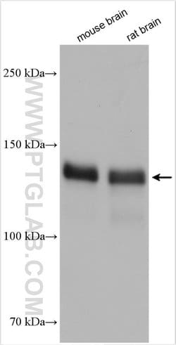 SRGAP3 Rabbit anti-Human, Mouse, Rat, Polyclonal, Proteintech:Antibodies:Primary