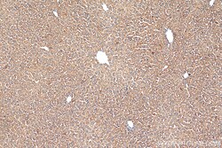 STIP1 Mouse Monoclonal Antibody, Proteintech 20 &mu;L | Buy Online | Proteintech | Fisher Scientific