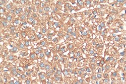 STIP1 Mouse Monoclonal Antibody, Proteintech 20 &mu;L | Buy Online | Proteintech | Fisher Scientific