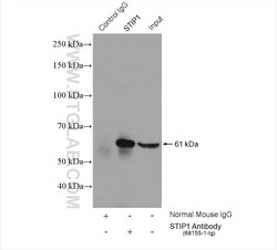 STIP1 Mouse Monoclonal Antibody, Proteintech 20 &mu;L | Buy Online | Proteintech | Fisher Scientific