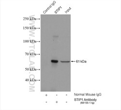 STIP1 Mouse Monoclonal Antibody, Proteintech 20 &mu;L | Buy Online | Proteintech | Fisher Scientific