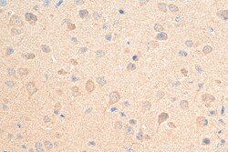Biotin-conjugated STK25 Rabbit Polyclonal Antibody, Proteintech Biotin;