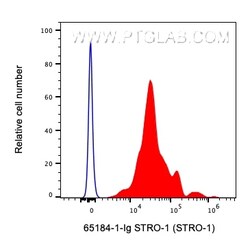 Anti-Human STRO-1 (STRO-1), Proteintech:Antibodies:Primary Antibodies