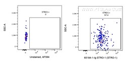 Anti-Human STRO-1 (STRO-1), Proteintech:Antibodies:Primary Antibodies