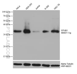 STUB1 Mouse Monoclonal Antibody, Proteintech Unconjugated; 20 &mu;L:Antibodies,