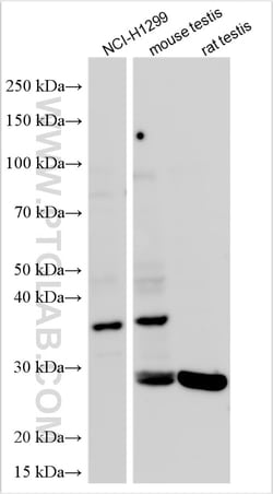 STYXL1 Rabbit Polyclonal Antibody, Proteintech Unconjugated; 150 &mu;L:Antibodies,