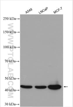 SULT2B1 Rabbit anti-Human, Mouse, Polyclonal, Proteintech 150 &mu;L; Unconjugated:Antibodies,