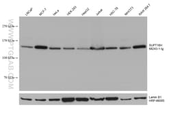 SUPT16H Mouse Monoclonal Antibody, Proteintech Unconjugated; 20 &mu;L:Antibodies,