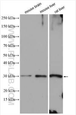 SURF4 Rabbit Polyclonal Antibody, Proteintech Unconjugated; 20 &mu;L:Antibodies,