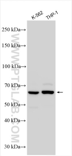SYNCRIP Rabbit Polyclonal Antibody, Proteintech:Antibodies:Primary Antibodies
