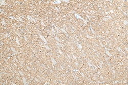 SYNGR1 Mouse Monoclonal Antibody, Proteintech Unconjugated; 20 &mu;L:Antibodies,