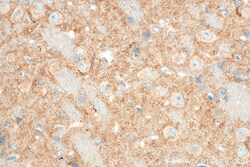SYNGR1 Mouse Monoclonal Antibody, Proteintech Unconjugated; 20 &mu;L:Antibodies,