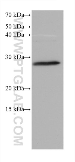 SYNGR1 Mouse Monoclonal Antibody, Proteintech Unconjugated; 20 &mu;L:Antibodies,