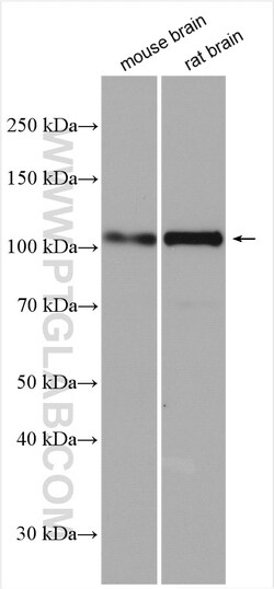 SYNPO Rabbit Polyclonal Antibody, Proteintech:Antibodies:Primary Antibodies