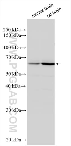 Synaptotagmin-14 Rabbit Polyclonal Antibody, Proteintech 150 &mu;L | Buy Online | Proteintech | Fisher Scientific