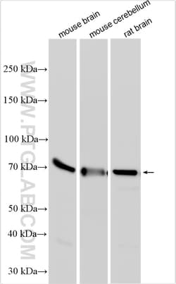 SYT2 Rabbit Polyclonal Antibody, Proteintech Unconjugated; 20 &mu;L:Antibodies,