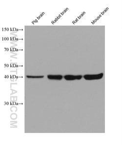 Septin 5 Mouse anti-Human, Mouse, Rat, Rabbit, Pig, Clone: 1E2A3, Proteintech