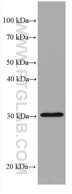 Stomatin Mouse Monoclonal Antibody, Proteintech:Antistoffer:Primære antistoffer