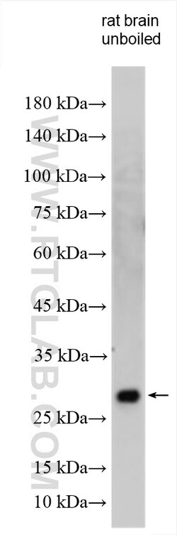 SYNGR1 Rabbit Polyclonal Antibody, Proteintech 150 &mu;L | Buy Online | Proteintech | Fisher Scientific