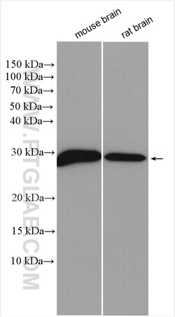SYNGR1 Rabbit Polyclonal Antibody, Proteintech 150 &mu;L | Buy Online | Proteintech | Fisher Scientific