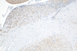 Synaptotagmin-1 Mouse Monoclonal Antibody, Proteintech 150 &mu;L | Buy Online | Proteintech | Fisher Scientific