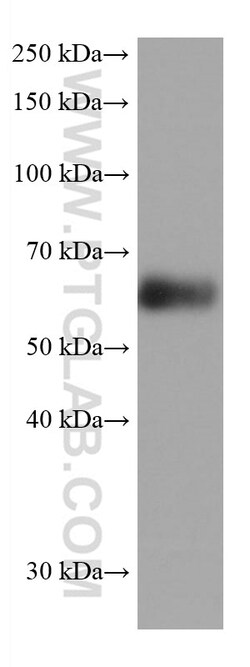 Synaptotagmin-1 Mouse Monoclonal Antibody, Proteintech 150 &mu;L | Buy Online | Proteintech | Fisher Scientific