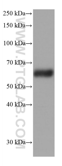 Synaptotagmin-1 Mouse Monoclonal Antibody, Proteintech 150 &mu;L | Buy Online | Proteintech | Fisher Scientific