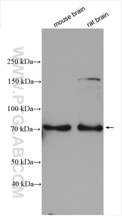 Synaptotagmin-3 Rabbit Polyclonal Antibody, Proteintech 150 &mu;L | Buy Online | Proteintech | Fisher Scientific