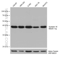 Syntaxin 18 Mouse Monoclonal Antibody, Proteintech Unconjugated; 20 &mu;L:Antibodies,