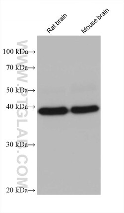 Syntaxin 18 Mouse Monoclonal Antibody, Proteintech Unconjugated; 20 &mu;L:Antibodies,