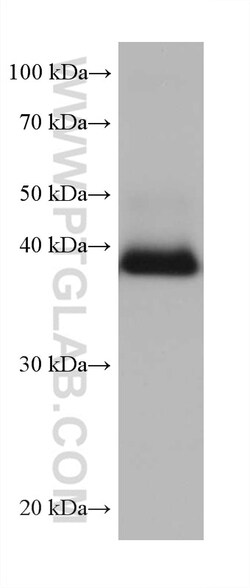 Syntaxin 18 Mouse Monoclonal Antibody, Proteintech Unconjugated; 20 &mu;L:Antibodies,