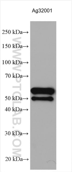 T7 RNA polymerase Rabbit Polyclonal Antibody, Proteintech Unconjugated;