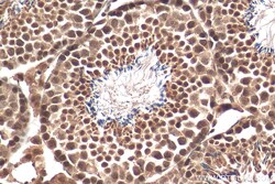 TAF9B Rabbit Polyclonal Antibody, Proteintech Unconjugated; 150 &mu;L:Antibodies,