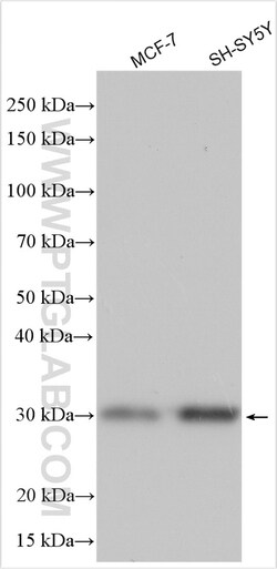 TAF9B Rabbit Polyclonal Antibody, Proteintech Unconjugated; 150 &mu;L:Antibodies,