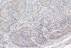 TALDO1 Mouse Monoclonal Antibody, Proteintech Unconjugated; 150 &mu;L:Antibodies,