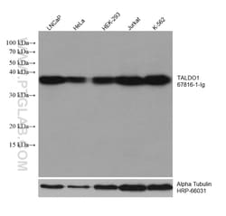 TALDO1 Mouse Monoclonal Antibody, Proteintech Unconjugated; 150 &mu;L:Antibodies,