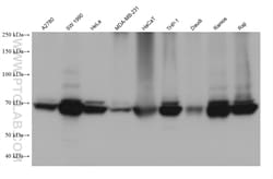 TAP1 Mouse Monoclonal Antibody, Proteintech Unconjugated; 150 &mu;L:Anticorps,