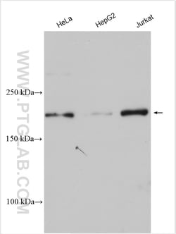 TASOR Rabbit Polyclonal Antibody, Proteintech 20 &mu;L | Buy Online | Proteintech | Fisher Scientific