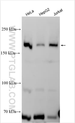 TASOR Rabbit Polyclonal Antibody, Proteintech 20 &mu;L | Buy Online | Proteintech | Fisher Scientific